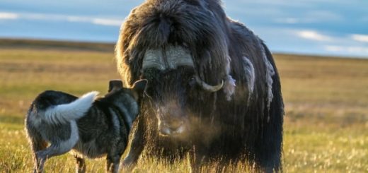 як и собака