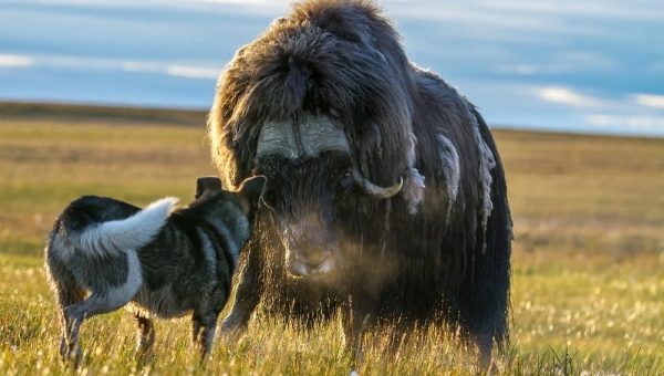 як и собака