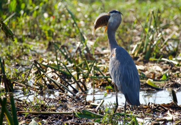 Подборка интересных и веселых картинок 26.01.2132