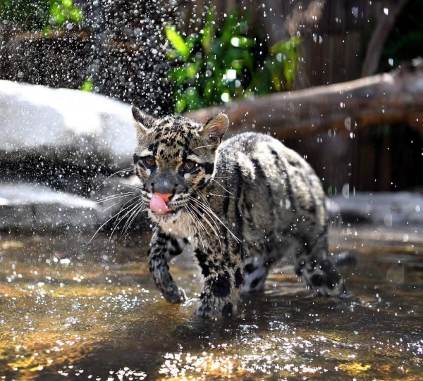 Подборка интересных и веселых картинок 26.01.2113