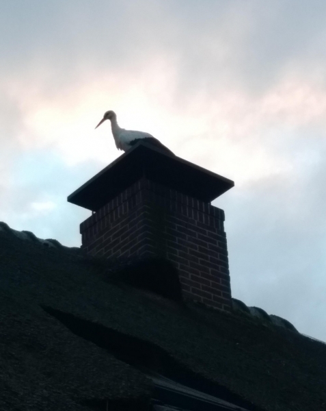 Подборка интересных и веселых картинок 26.01.211