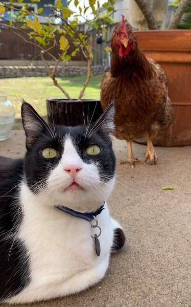 Подборка интересных и веселых картинок 26.01.2122