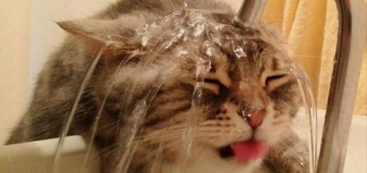 кошка под краном воды