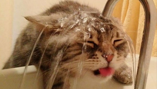 кошка под краном воды