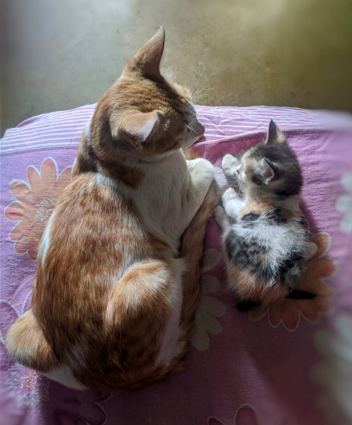 С добрым утром!11