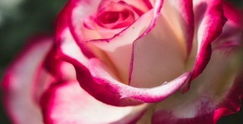 красивая роза