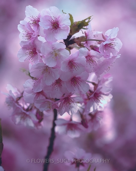 Цветы на фотографиях Хисаши Сугам4