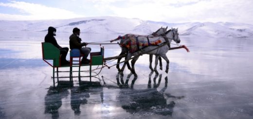 упряжка лошадей