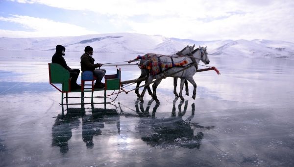 упряжка лошадей