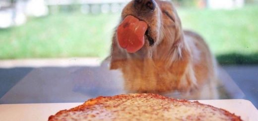 собака и пицца