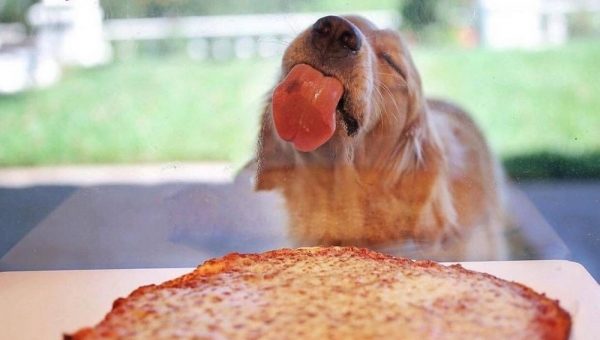 собака и пицца