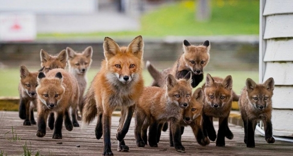 Подборка интересных и веселых картинок 07.02.2127