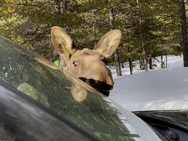 Подборка интересных и веселых картинок 14.02.2119