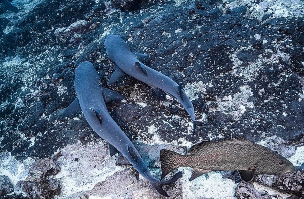 Вы видали, как трахаюцца акулы? Редкие кадры спаривающихся хищников6