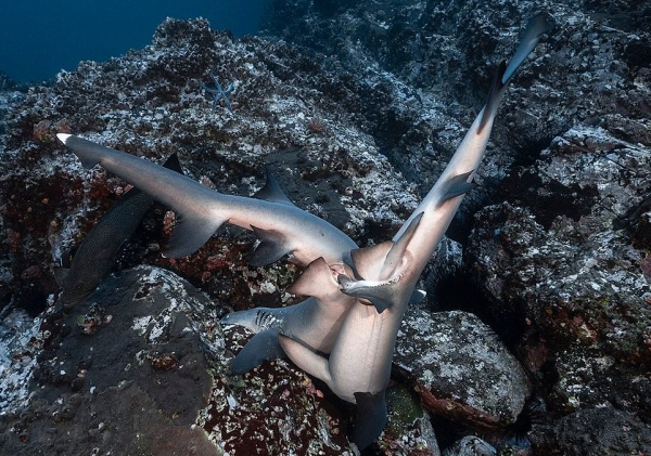 Вы видали, как трахаюцца акулы? Редкие кадры спаривающихся хищников3