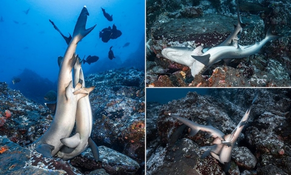 Вы видали, как трахаюцца акулы? Редкие кадры спаривающихся хищников0
