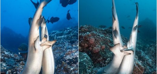 спаривание акул