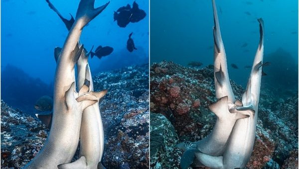 спаривание акул