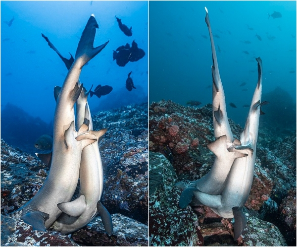 Вы видали, как трахаюцца акулы? Редкие кадры спаривающихся хищников1