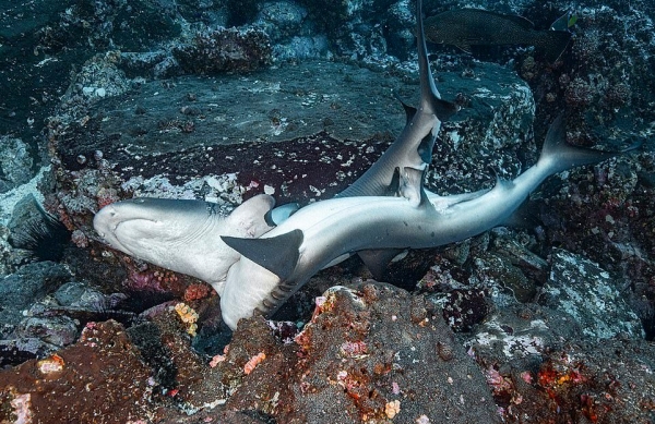 Вы видали, как трахаюцца акулы? Редкие кадры спаривающихся хищников5