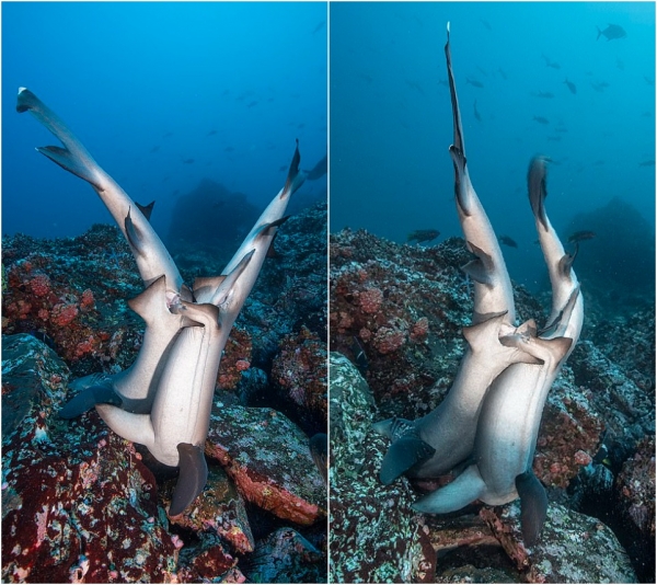 Вы видали, как трахаюцца акулы? Редкие кадры спаривающихся хищников2