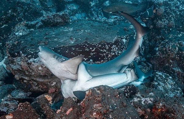 Вы видали, как трахаюцца акулы? Редкие кадры спаривающихся хищников4