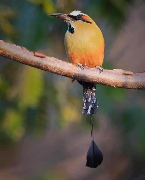 Животные и птицы на снимках Тхирумурти Ра14