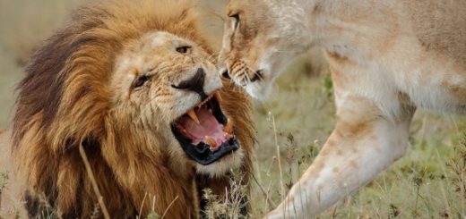 лев и львица