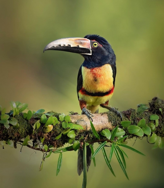 Животные и птицы на снимках Тхирумурти Ра24