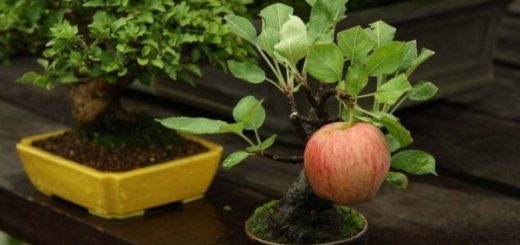 яблоко на маленьком дереве