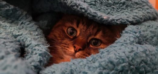 милый котик